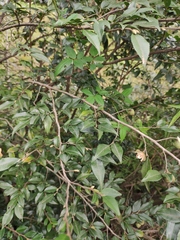 Camellia cuspidata