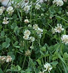 Trifolium repens