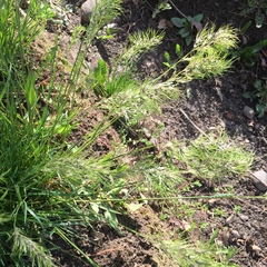 Poa bulbosa vivipara