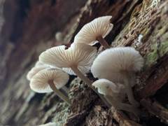 Hydropus marginellus