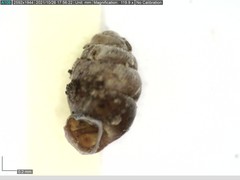 Vertigo angustior
