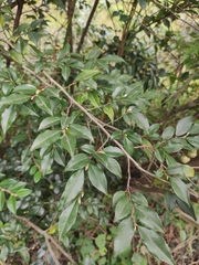 Camellia cuspidata