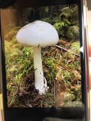 Amanita vaginata alba
