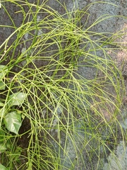 Equisetum bogotense
