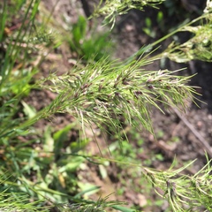 Poa bulbosa vivipara