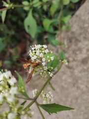 Polistes japonicus