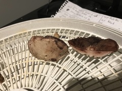 Agaricus porphyrocephalus pallidus