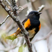 American Redstart - Photo (c) Richard Donaldson, some rights reserved (CC BY-NC), uploaded by Richard Donaldson