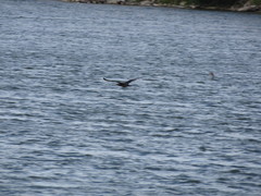 Stercorarius parasiticus