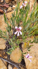Pelargonium laevigatum oxyphyllum