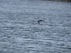 Stercorarius parasiticus