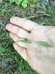 Bromus catharticus catharticus