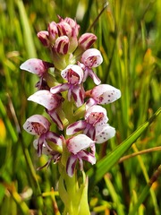 Disa obtusa hottentotica