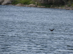 Stercorarius parasiticus