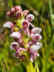 Disa obtusa hottentotica