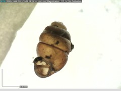 Vertigo angustior