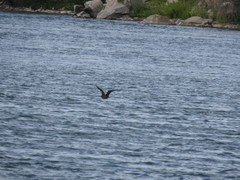 Stercorarius parasiticus