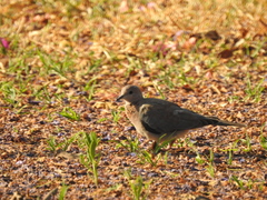 Streptopelia senegalensis