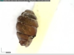 Vertigo angustior