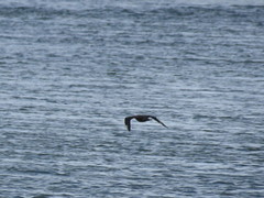 Stercorarius parasiticus