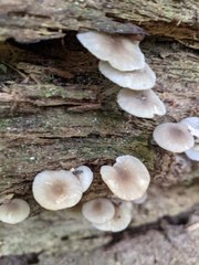 Hydropus marginellus