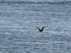 Stercorarius parasiticus