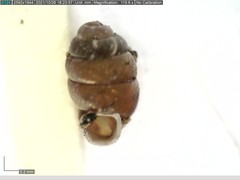 Vertigo angustior