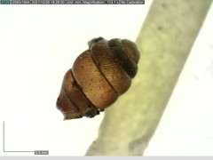 Vertigo angustior