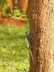 Acanthocercus atricollis