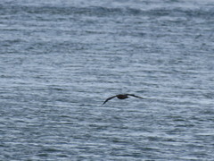 Stercorarius parasiticus