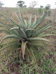 Aloe marlothii