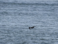 Stercorarius parasiticus