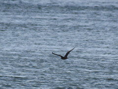 Stercorarius parasiticus