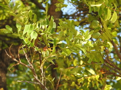 Cassia abbreviata image