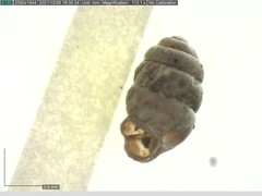 Vertigo angustior