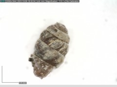Vertigo angustior