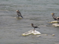 Nannopterum brasilianum