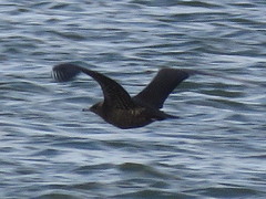 Stercorarius parasiticus