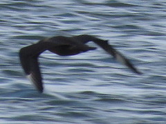 Stercorarius parasiticus