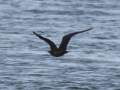 Stercorarius parasiticus