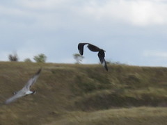 Stercorarius parasiticus