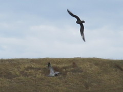 Stercorarius parasiticus