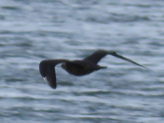 Stercorarius parasiticus