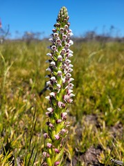 Disa obtusa hottentotica