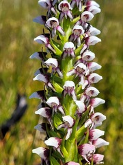 Disa obtusa hottentotica