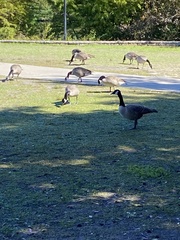 Branta canadensis image