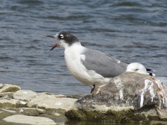 Leucophaeus pipixcan