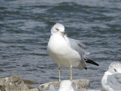 Larus delawarensis
