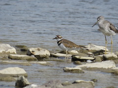 Charadrius vociferus