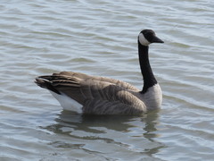 Branta canadensis